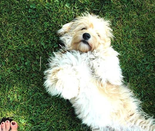 Dog showing his belly Shaggy dog lying on his back in the grass expecting a belly rub.