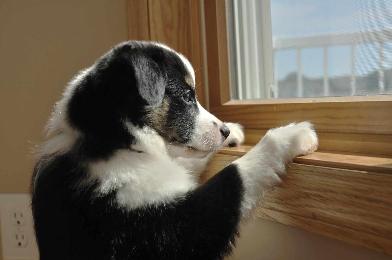australian-shepherd-puppy-standing-looking-out-window Australian Shepherd puppy standing staring out window