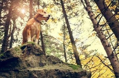 Beagle dog portrait in autumn forest .