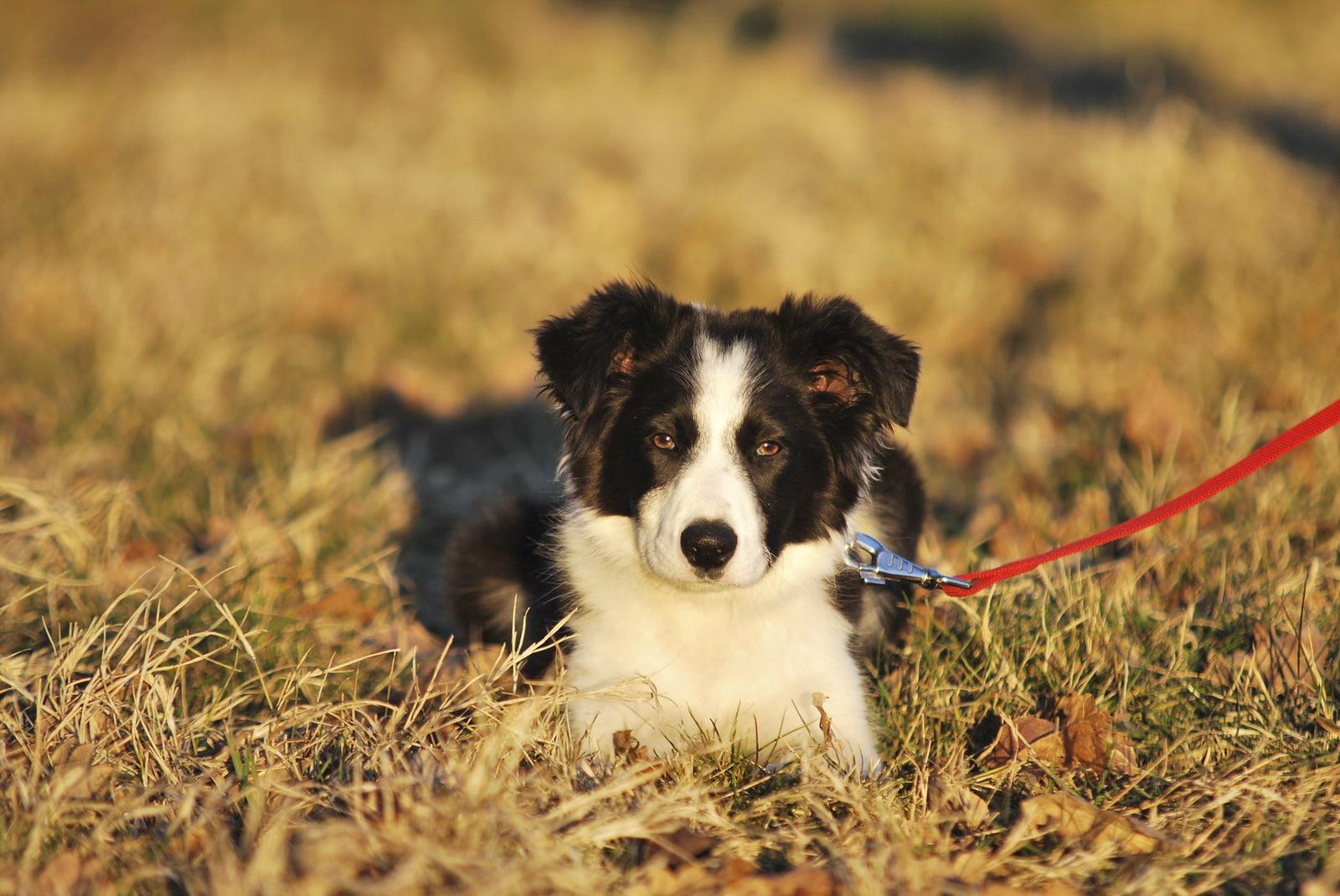 Border collie preto e branco, de coleira vermelha, deitado em um campo.