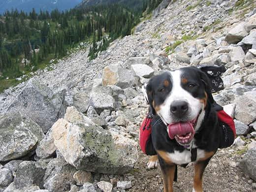 Black, brown and white dog on a rocky mountain with doggie backpack.