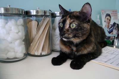 Black and brown cat lays on countertop at the vet with jars behind her.