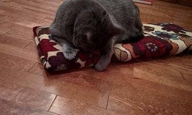 Carpet Scratch Board Grey cat lying on a flowered area rug cat scratch board on wood floors.