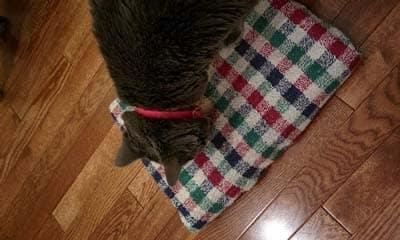 gray cat on a scratching book board Gray cat in red collar standing on plaid scratching board on wood floor.
