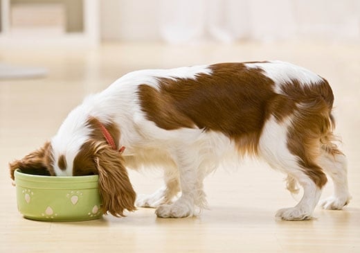 Cavalier King Charles dog in red collar with his head in a green dog food bowl with paw prints on it.