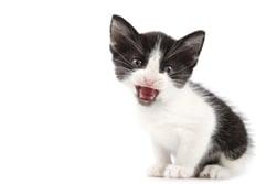 pequeno ronronar de gato