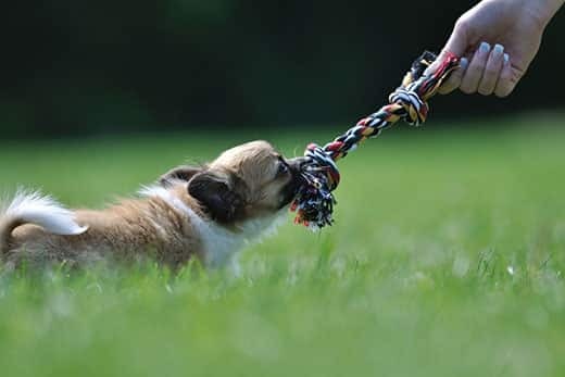 chihuahua-playing-tug-of-war-with-rope-toy Chihuahua puppy play game with rope toy in woman hand on a green grass
