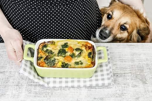 dog-looking-at-casserole-dish-next-to-woman-SW Dog sitting next to a woman in a black and white polka dot dress behind a casserole dish.