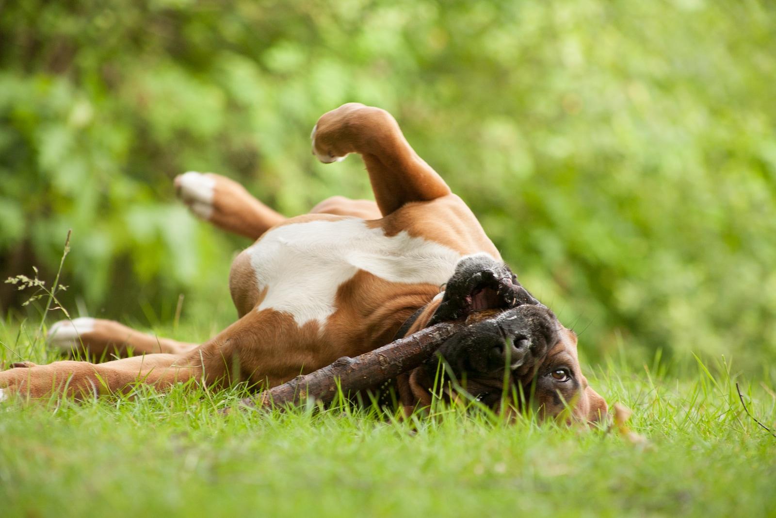 Boxer rolando na grama com um graveto na boca
