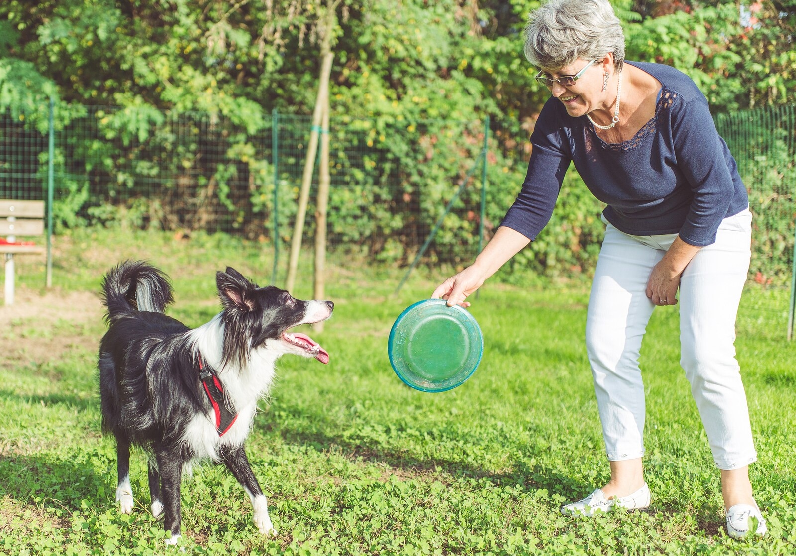 elder-woman-playing-frisbee-with-dog Elder woman holding frisbee for black and white shepherd dog to play with.