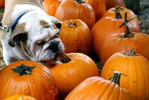 english-bulldog-sniffing-pumpkins English bulldog in a blue collar sniffs at a pumpkin in a pumpkin patch.