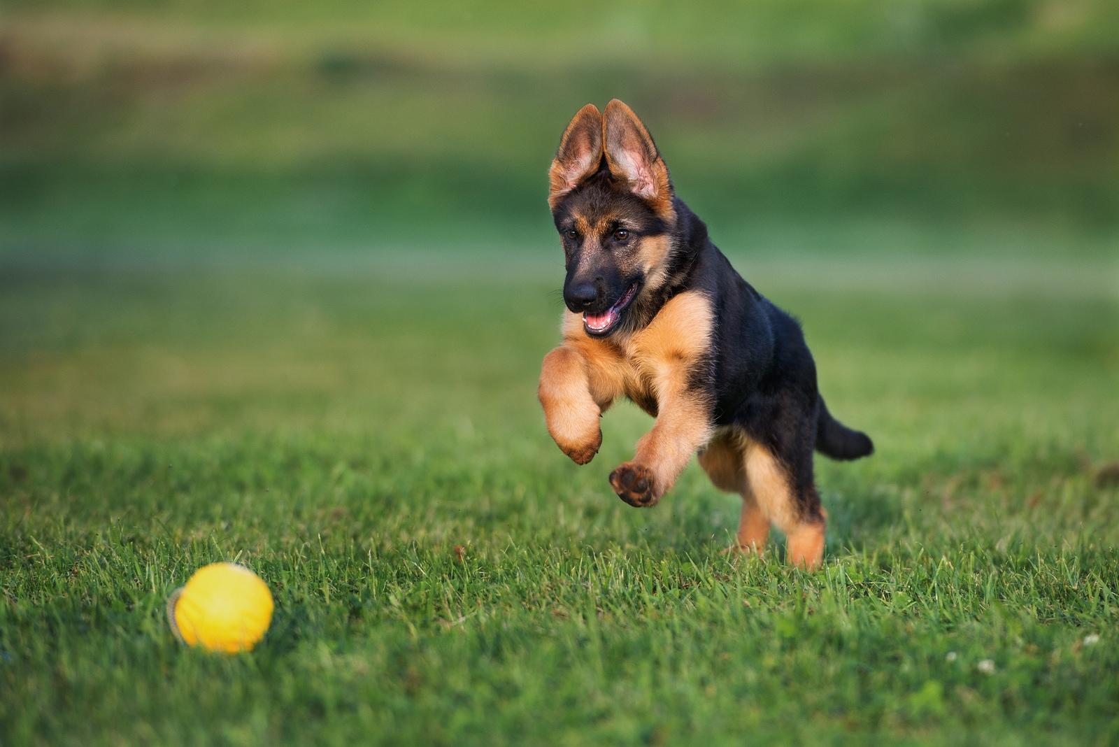 german-shepherd-puppy-playing-with-ball German shepherd puppy playing with a ball outdoors