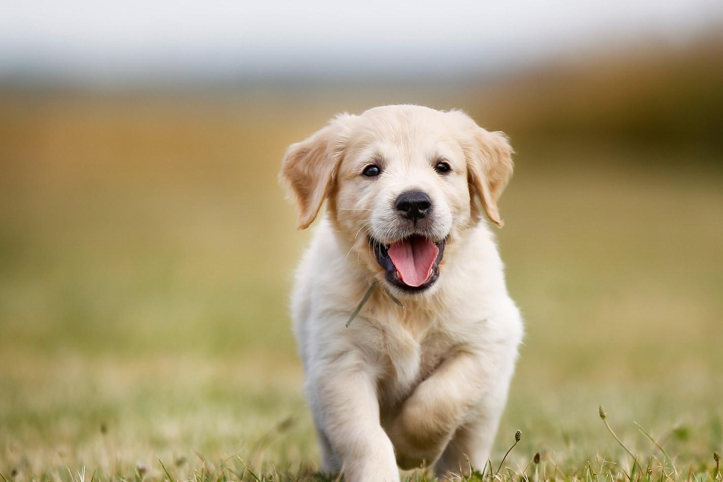 Filhote de golden retriever correndo do lado de fora com expressão sorridente.