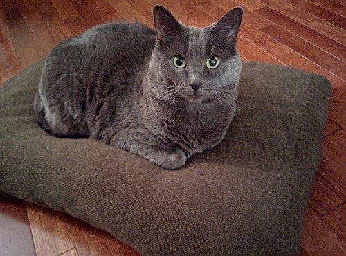 Gray cat lying on a pillow covered in a sweater.