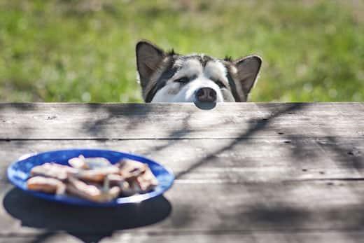 husky-peeking-nose-over-table-to-look-at-food-SW Husky peeks nose over picnic table to look at food sitting in the center.