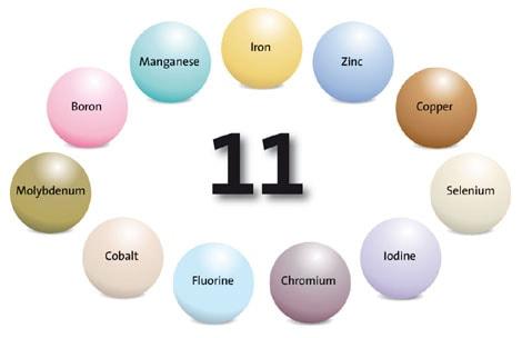 Molecule Protein