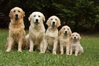 Dogs image