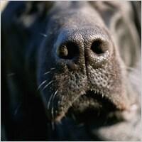 Dog nose