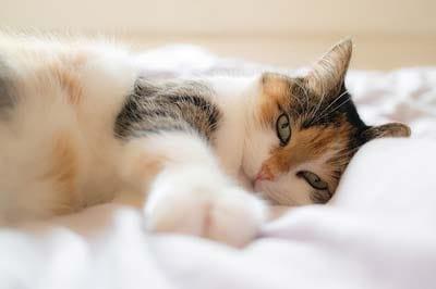 O gato de chita de cabelos compridos que encontra-se em uma cama branca espalhou o esticão.