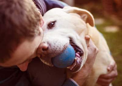Man and dog Man hugs a yellow lab with a blue ball in his mouth.