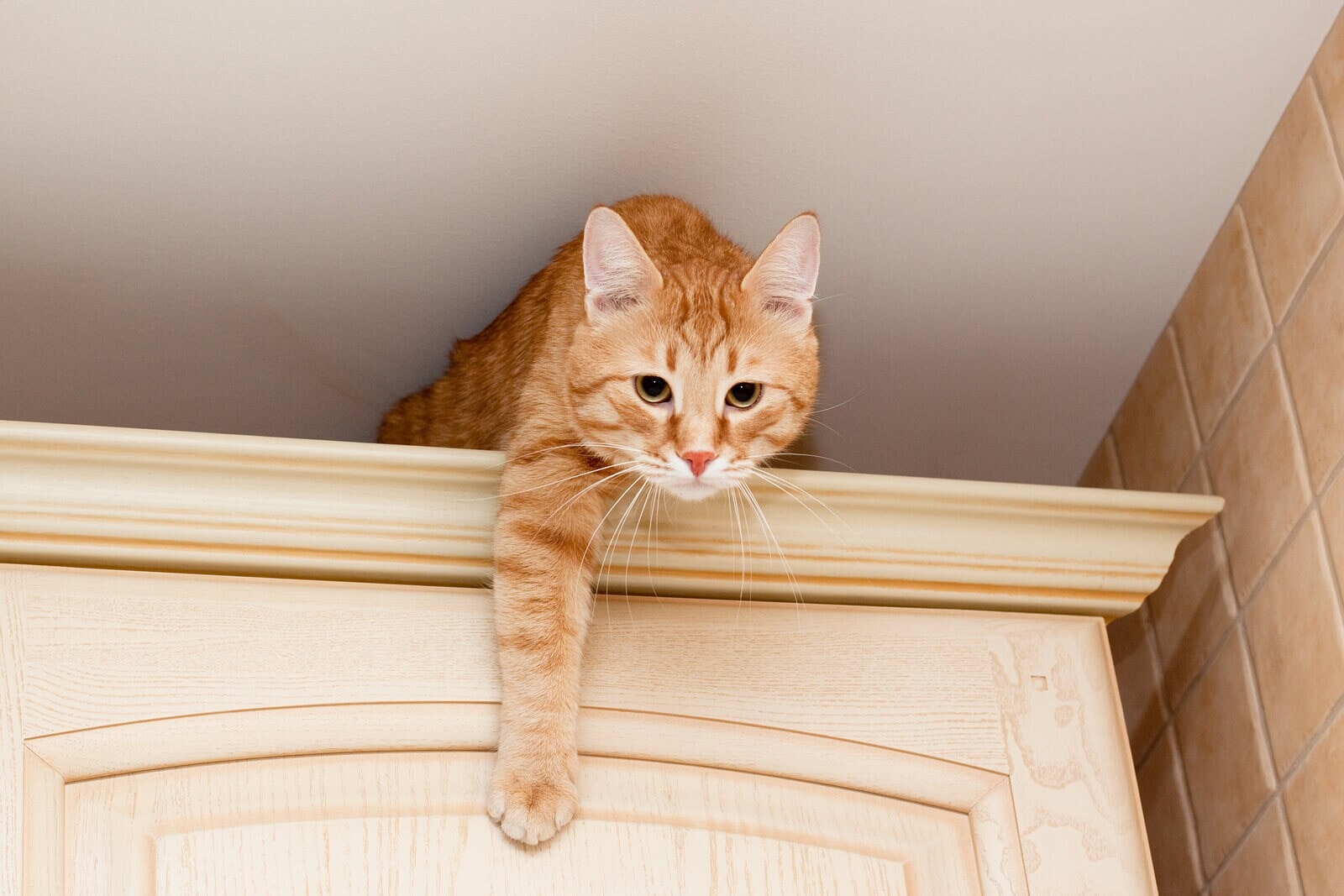 orange-tabby-atop-kitchen-cabinet A young ginger tabby cat on top of a kitchen cabinet.