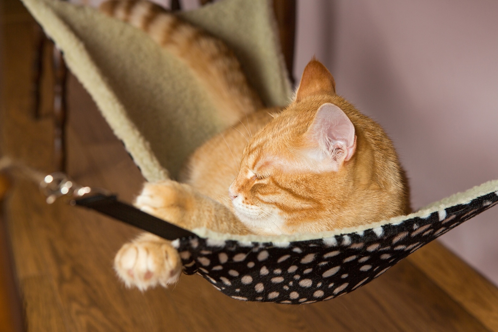 Orange tabby lying in black and pink patterned cat hammock.