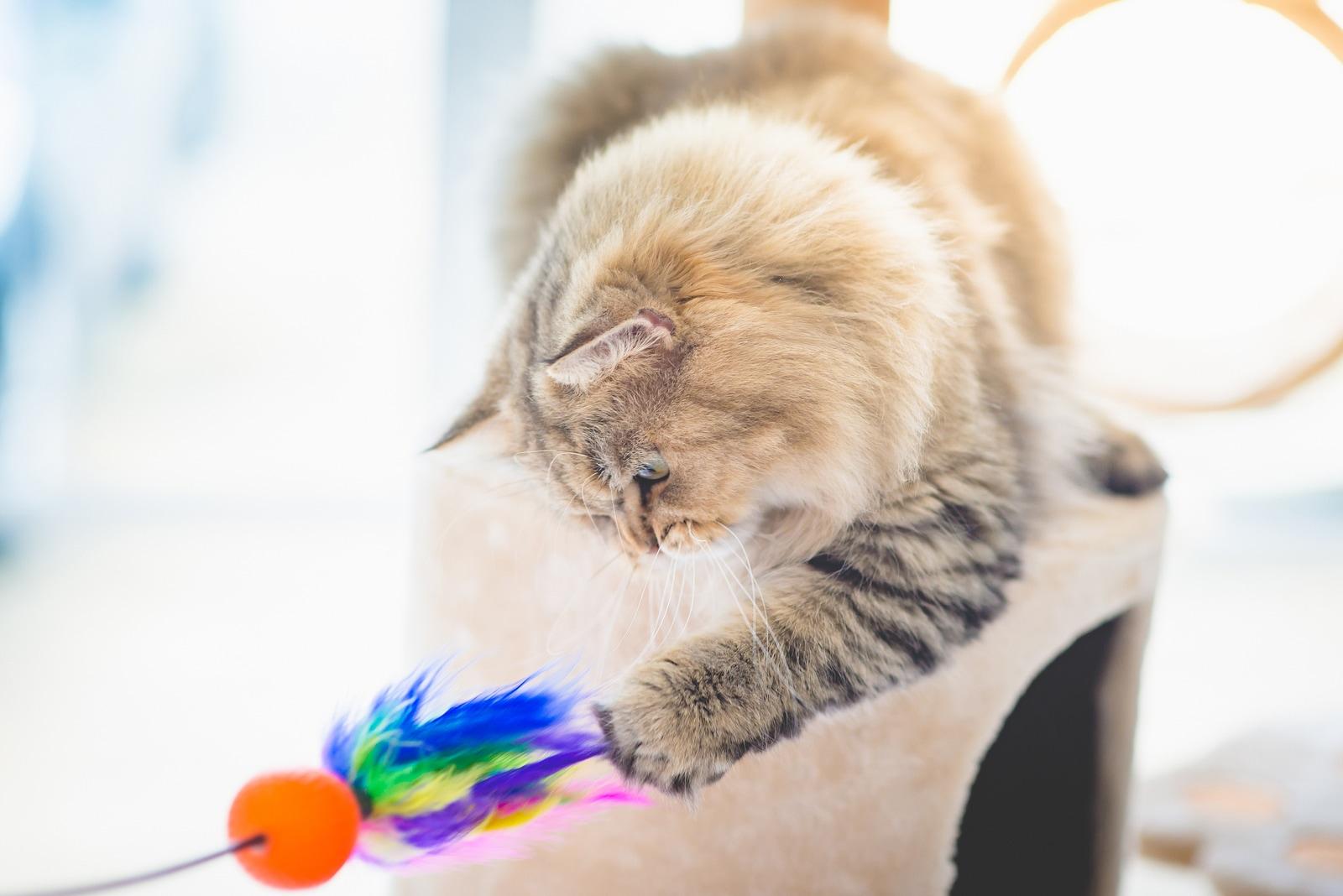 persian-cat-playing-with-cat-tower-toy Persian cat playing toy on cat tower