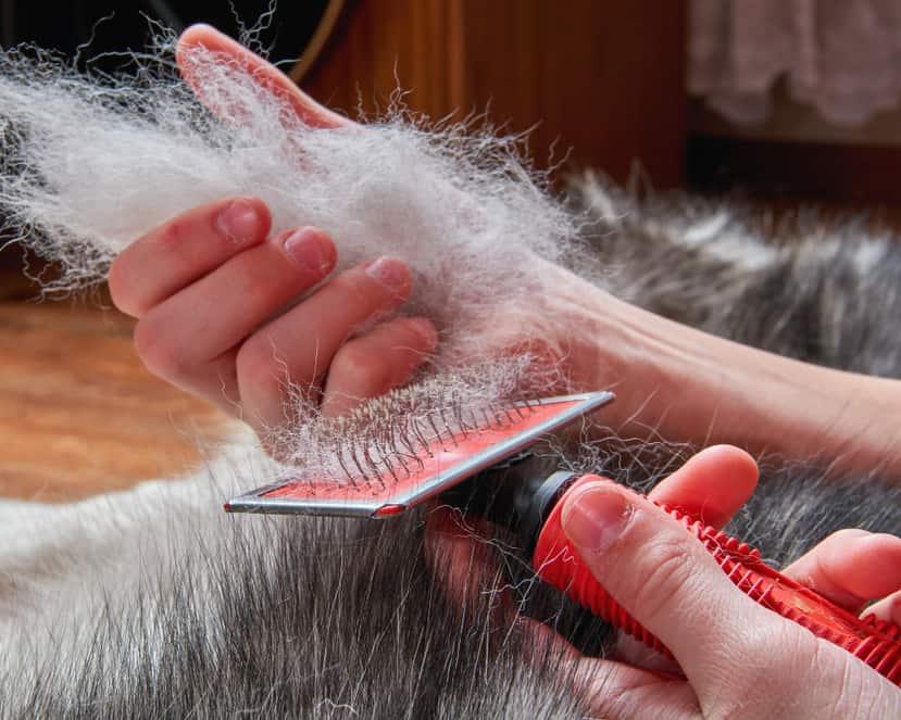 person-pulling-clumps-of-lose-hair-off-dog-SW Person brushing a dog who is shedding in large clumps