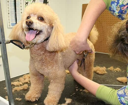 Apricot poodle getting his hair cut at the groomer.