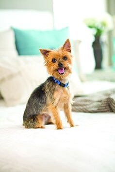 Yorkie in blue collar sitting on a bed