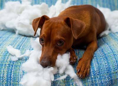 naughty playful puppy dog after biting a pillow tired of hard work Brown dog lying on blue couch looks dejected after ripping a pillow apart.