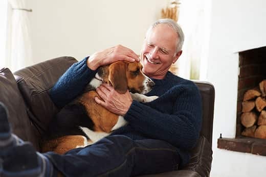 older-man-relaxes-with-beagle-on-couch Senior man relaxing at home With beagle on brown leather couch