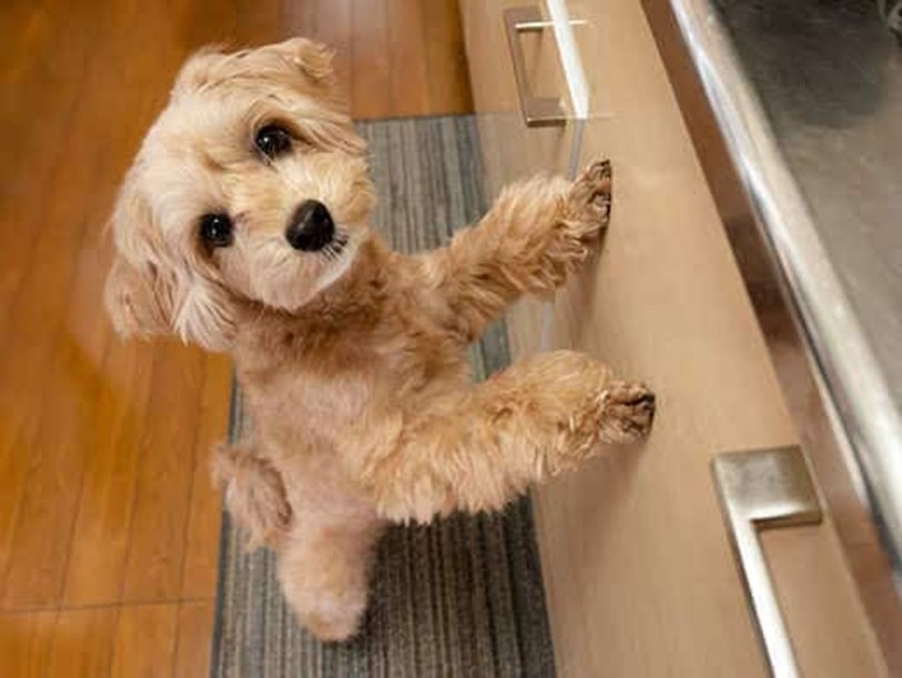 Um cachorrinho peludo apoiado em um armário de cozinha sobre as patas traseiras.