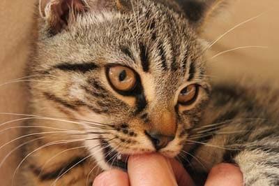 Gato tigrado cinzento mordiscando a articulação do dedo de um ser humano.