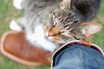 Gato tigrado esfregando carinhosamente contra seu dono