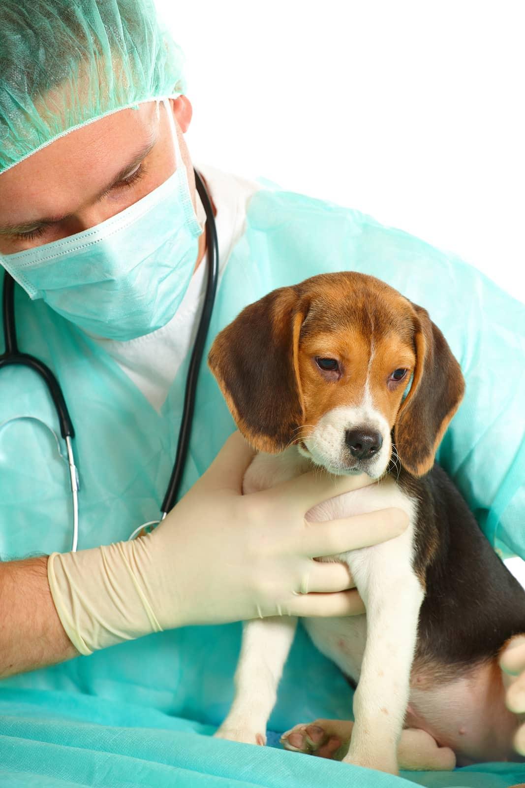 Medico veterinario examinando um filhote