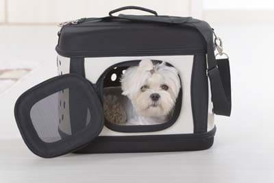 White dog sits in a black and white dog carrier.