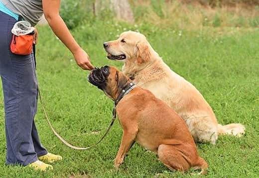 woman-gives-treats-to-two-dogs Woman gives a treat to a boxer sitting at the park, while a golden retriever sits next to him.
