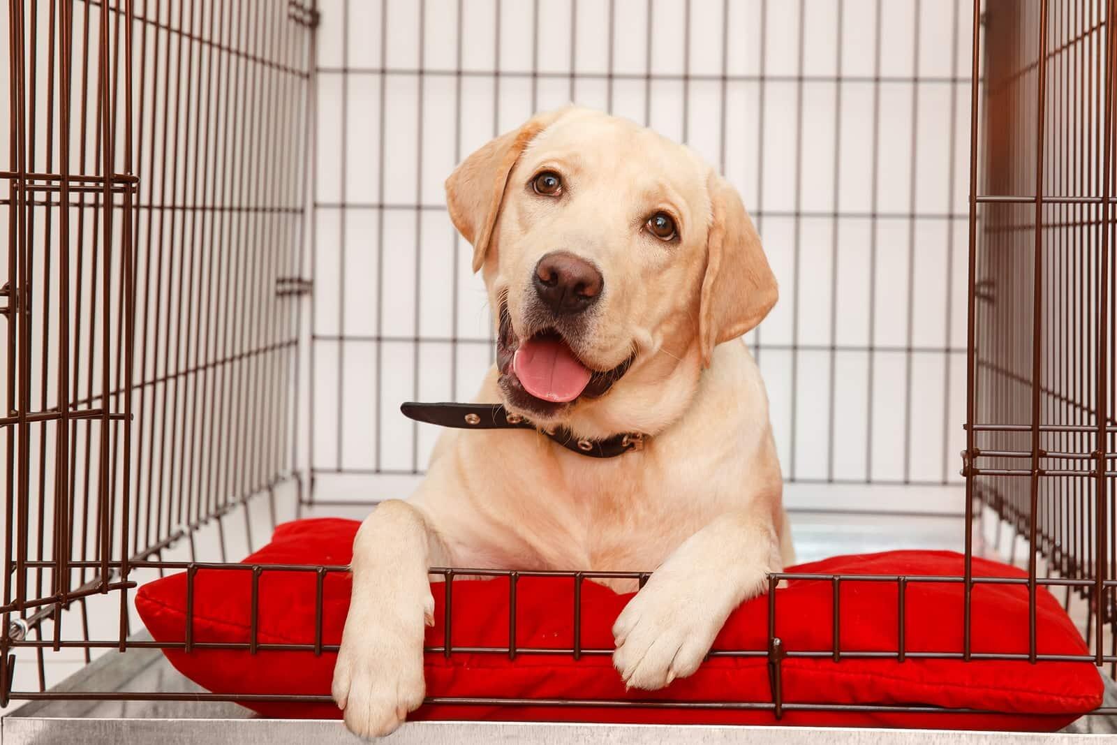 Cão na gaiola. Fundo isolado. Labrador feliz deitado em uma caixa de ferro.