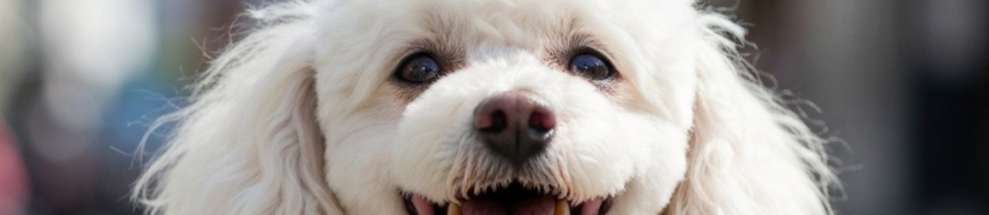 Cachorro pode comer queijo? Hill's Pet Brasil