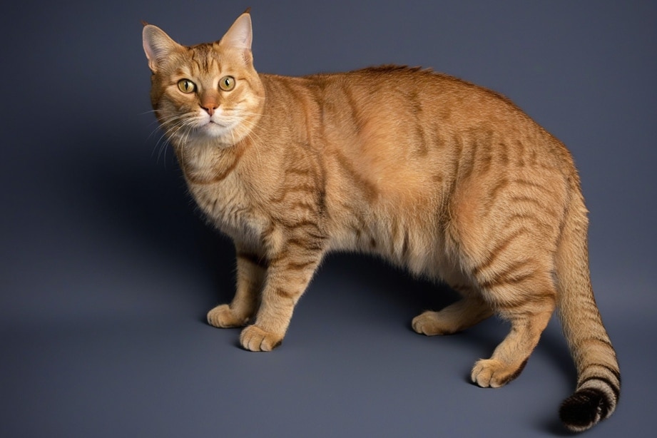 Gato com sobrepeso em fundo cinza, ilustrando os riscos da obesidade e a pressão extra no estômago felino.