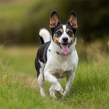 Vacinas para cães: problemas de saúde após a vacinação