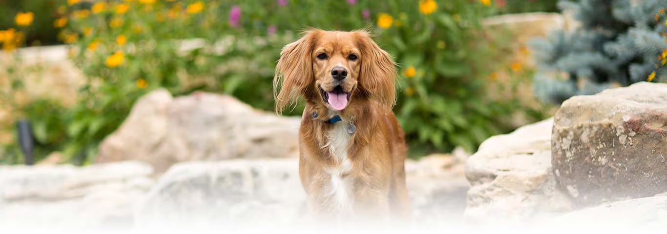 Foto de um cão Welsh Springer Spaniel