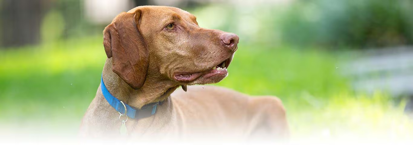 Foto de um cão Vizsla