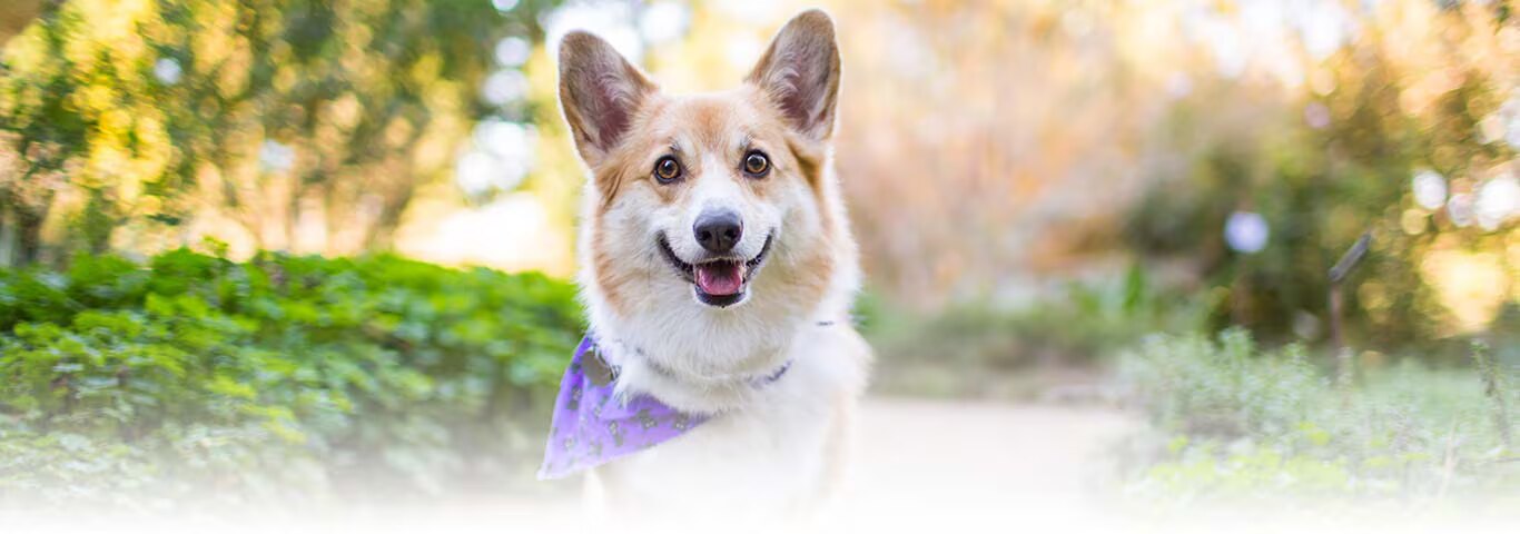 Foto de um cão Pembroke Welsh Corgi