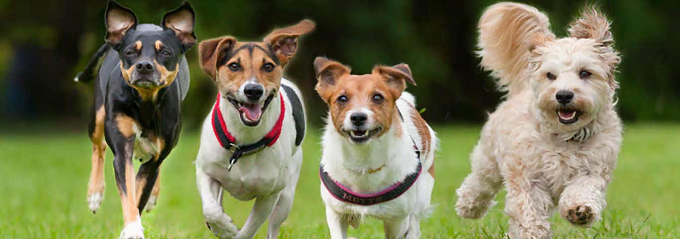 Foto de um cão esquimó canadense