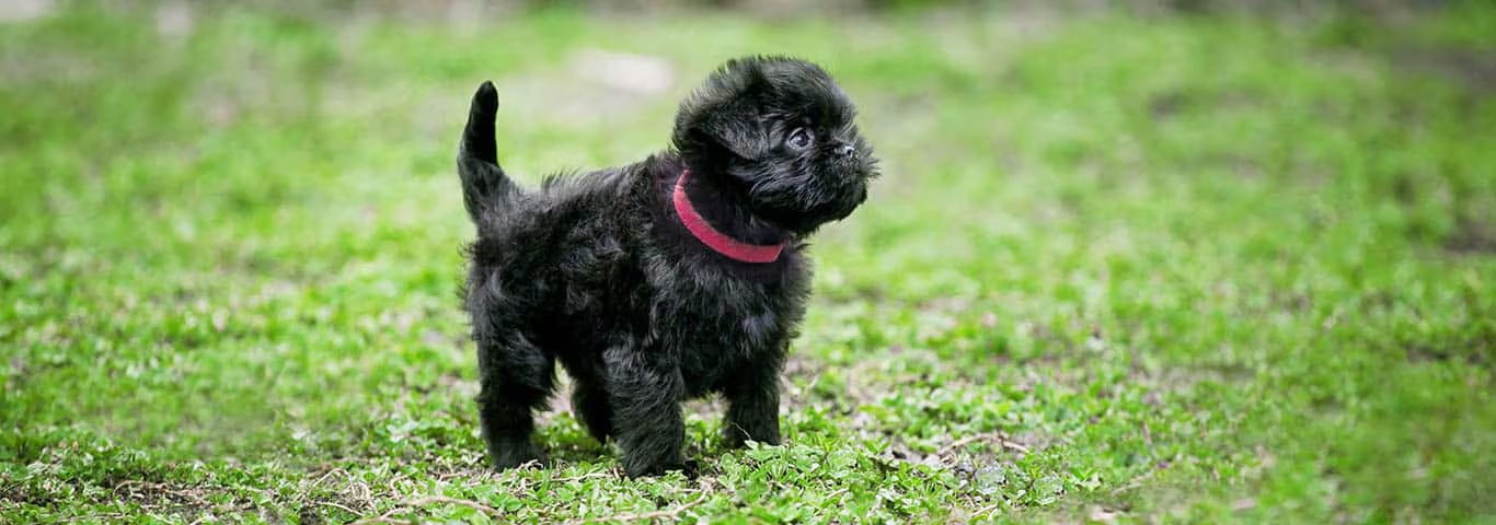 Foto de um cão Affenpinscher