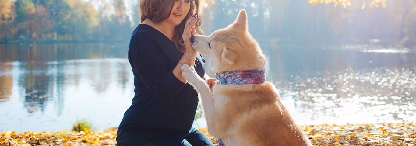 Foto de um cachorro Akita