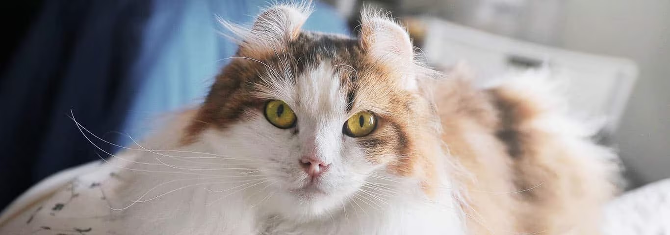 Foto de um gato American Curl