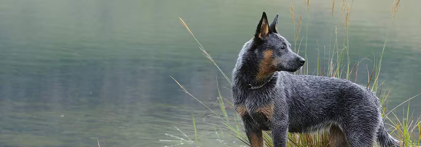 Foto de um cão da raça Australian Cattle Dog